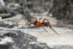 Prairie Ant-mimic Sac Spider thumbnail 2