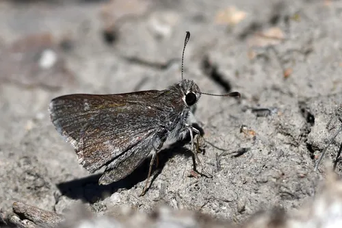 Oslar's Roadside-Skipper