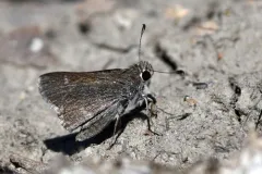 Oslar's Roadside-Skipper thumbnail 1
