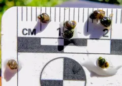 Bear Lake Springsnail thumbnail 3