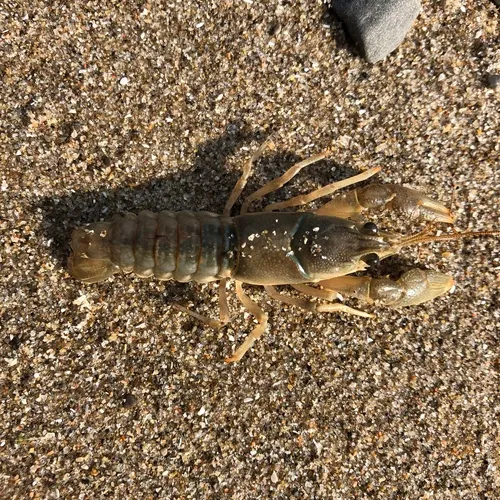 Northern Clearwater Crayfish