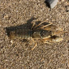 Northern Clearwater Crayfish thumbnail 1