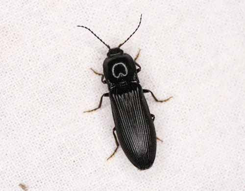Hemicrepidius morio