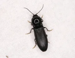 Hemicrepidius morio thumbnail 1