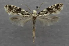 Pale Corn Clothes Moth thumbnail 3
