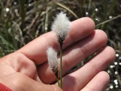 arctic cottongrass thumbnail 4