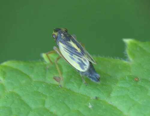 Evacanthus emilus