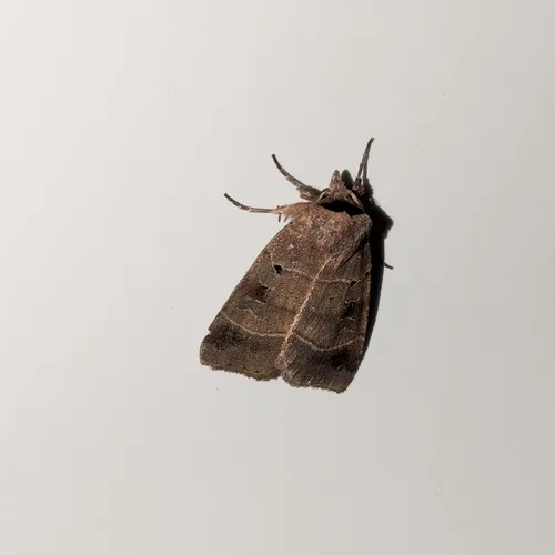 Pale-banded Dart