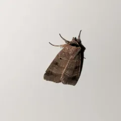 Pale-banded Dart thumbnail 1
