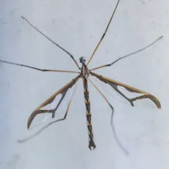Giant Eastern Crane Fly thumbnail 2