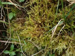 Claw-leaved Hook-moss thumbnail 1