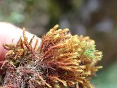 False Beard Moss thumbnail 1