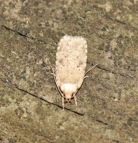 Canadian Agonopterix Moth