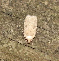 Canadian Agonopterix Moth thumbnail 1