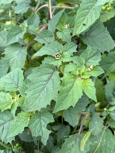 cutleaf groundcherry