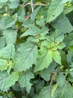 cutleaf groundcherry thumbnail 1
