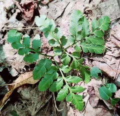 blunt-lobed grapefern thumbnail 2