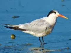 Elegant Tern thumbnail 3