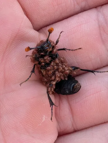 Nicrophorus hybridus