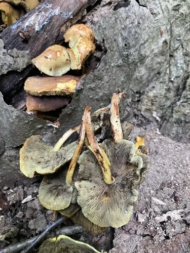 Hypholoma subviride