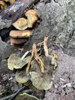 Hypholoma subviride thumbnail 1