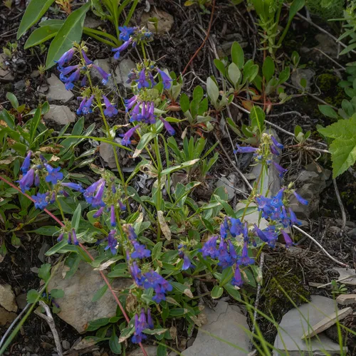 Alberta Beardtongue