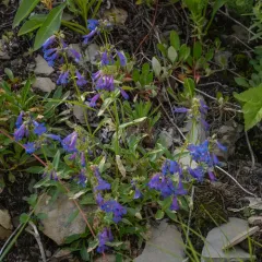 Alberta Beardtongue thumbnail 1