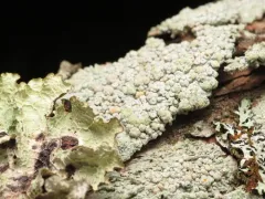 Coccotrema pocillarium thumbnail 2