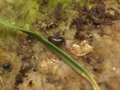 intertidal pseudoscorpion thumbnail 1