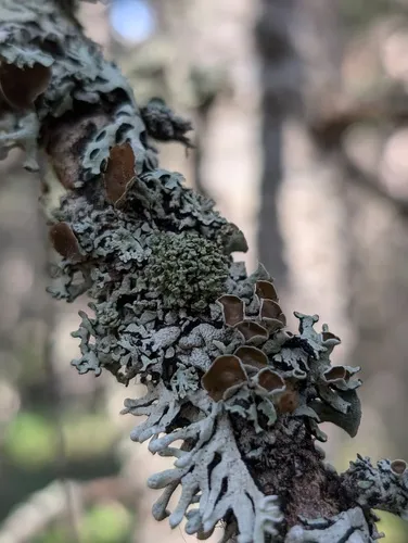 Cyphobasidium hypogymniicola