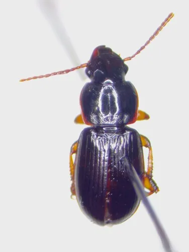 Harpalus fulvilabris