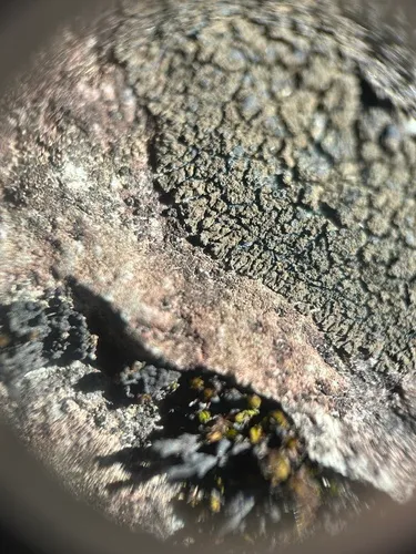 Lilliput Ink Lichen