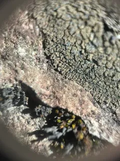 Lilliput Ink Lichen thumbnail 1