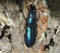 Pine Trogossitid Beetle thumbnail 4