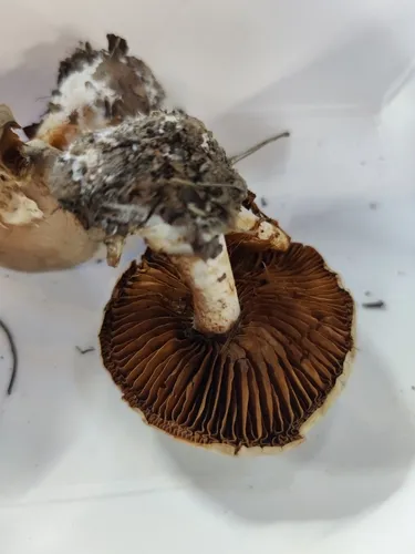 Cortinarius glabrellus