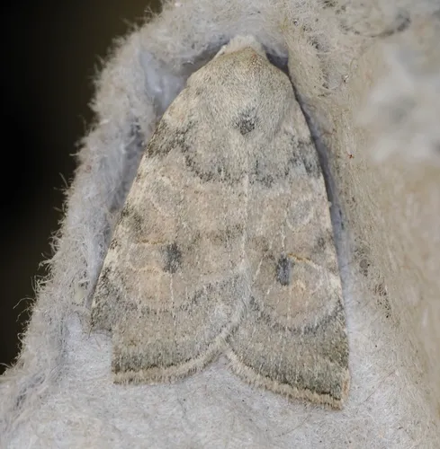 Anathix aggressa