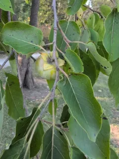 American persimmon