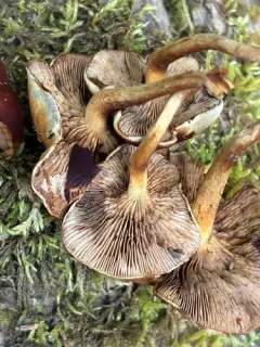 Pholiota parvula thumbnail 3
