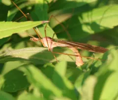 Tipula ultima thumbnail 3