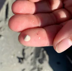 Ribbed Cockle thumbnail 4