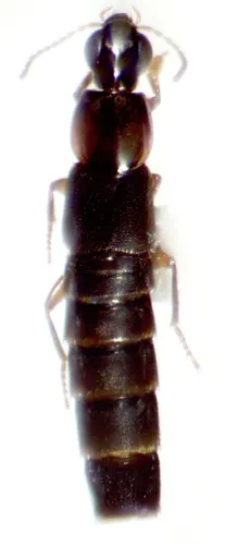 Quedius fulvicollis