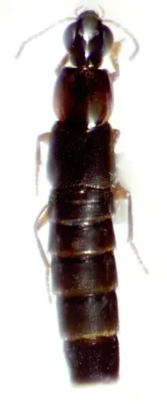 Quedius fulvicollis thumbnail 1