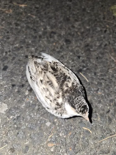 Blue-breasted Quail