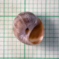 Spotted Moonsnail thumbnail 1