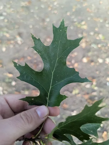 Shumard oak