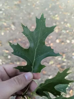 Shumard oak thumbnail 1