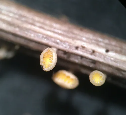 Cyathicula coronata