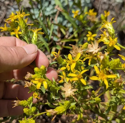 Hall's goldenweed