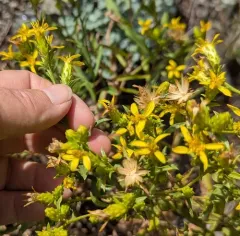 Hall's goldenweed thumbnail 1
