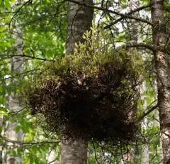 fir broom rust thumbnail 1